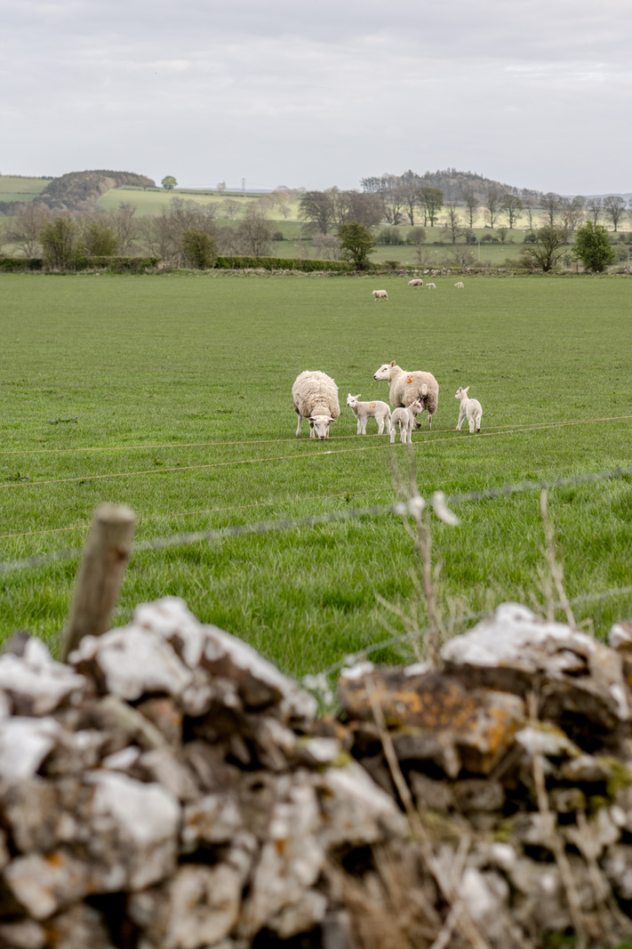 For Sale Great Whittington, Hexham, Northumberland The Modern House